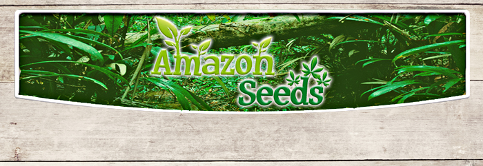 Amazon Seeds - Fungo Reishi Biologico - IAFSTORE.COM